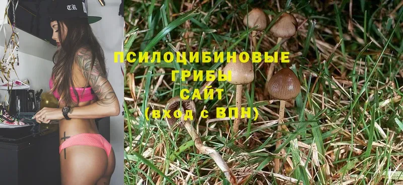 Псилоцибиновые грибы Psilocybine cubensis Грязовец